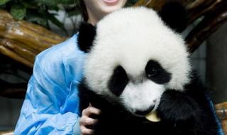 大熊猫为什么是国宝 大熊猫为什么被视为中国的国宝